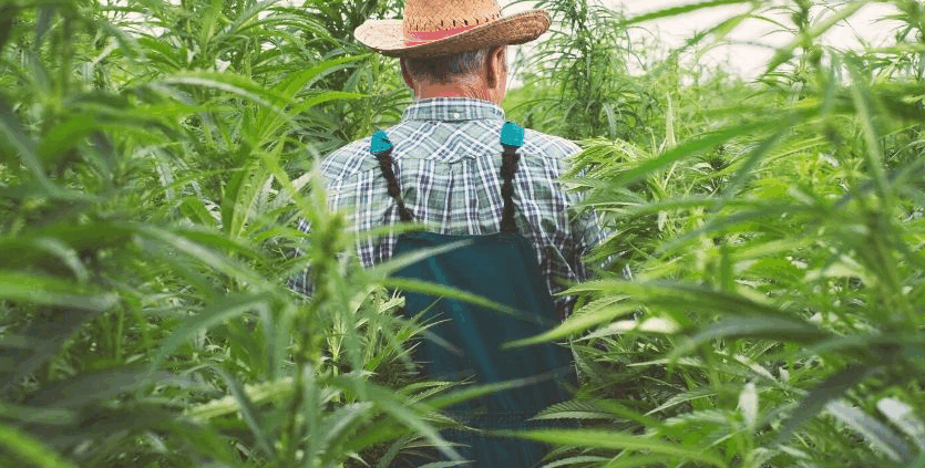 Mann in Hanfplantage